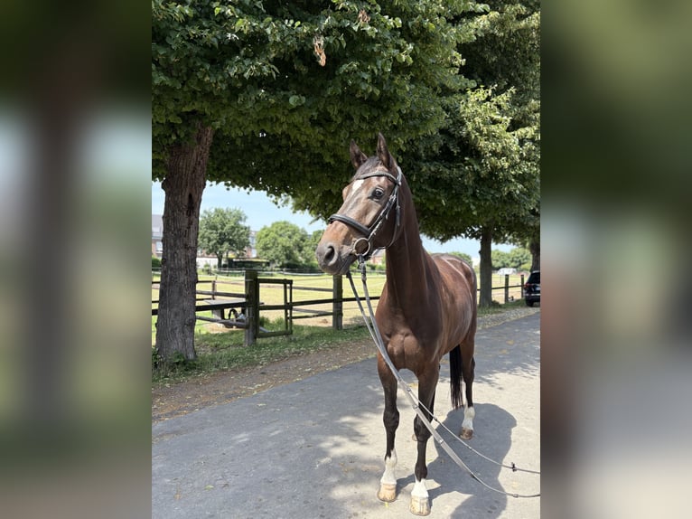 Hannoveraner Wallach 4 Jahre 165 cm Brauner in Krefeld