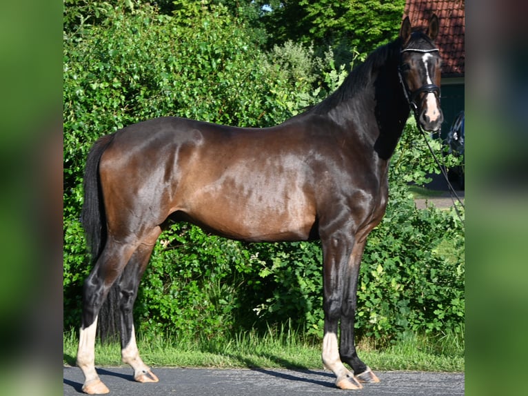 Hannoveraner Wallach 4 Jahre 165 cm Brauner in Osten