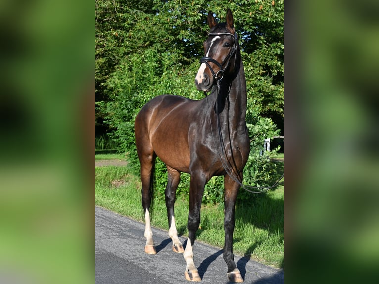 Hannoveraner Wallach 4 Jahre 165 cm Brauner in Osten