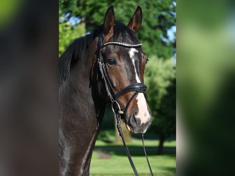 Hannoveraner Wallach 4 Jahre 165 cm Brauner in Osten