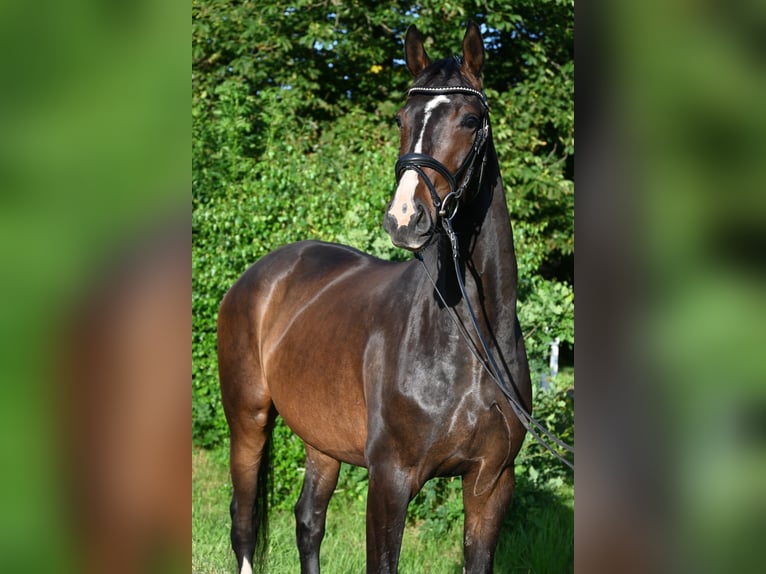 Hannoveraner Wallach 4 Jahre 165 cm Brauner in Osten