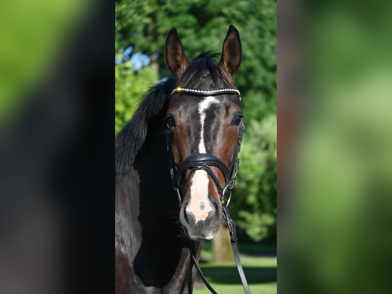 Hannoveraner Wallach 4 Jahre 165 cm Brauner in Osten