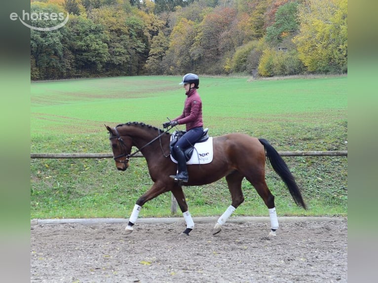 Hannoveraner Wallach 4 Jahre 165 cm Brauner in Wellheim
