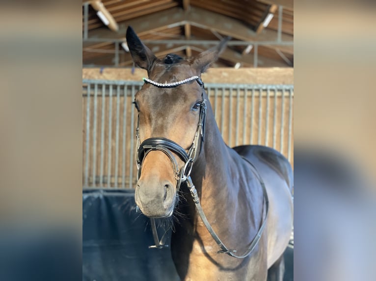 Hannoveraner Wallach 4 Jahre 165 cm Dunkelbrauner in Traunreut