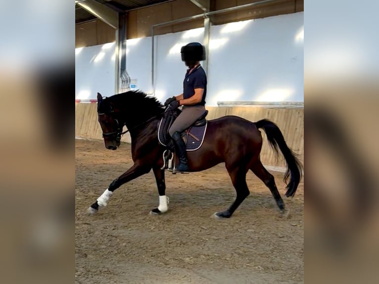 Hannoveraner Wallach 4 Jahre 165 cm Dunkelbrauner in Wölfersheim