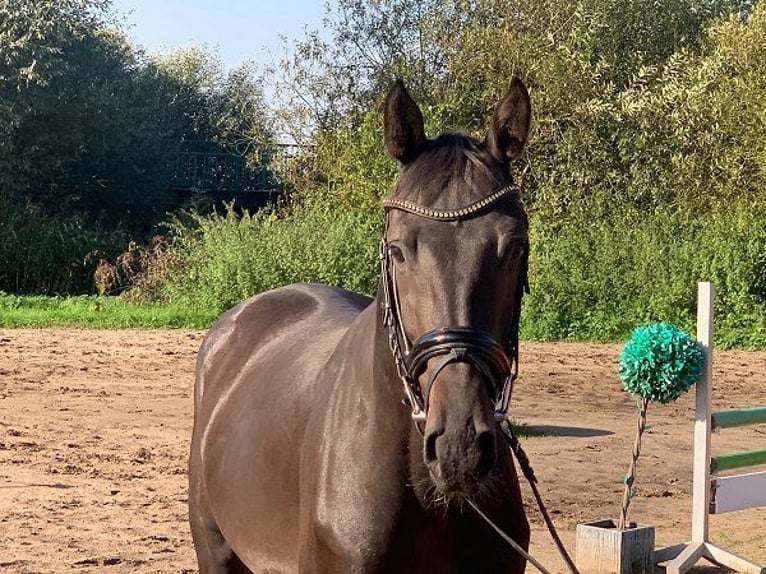 Hannoveraner Wallach 4 Jahre 165 cm Dunkelbrauner in Verden (Aller)