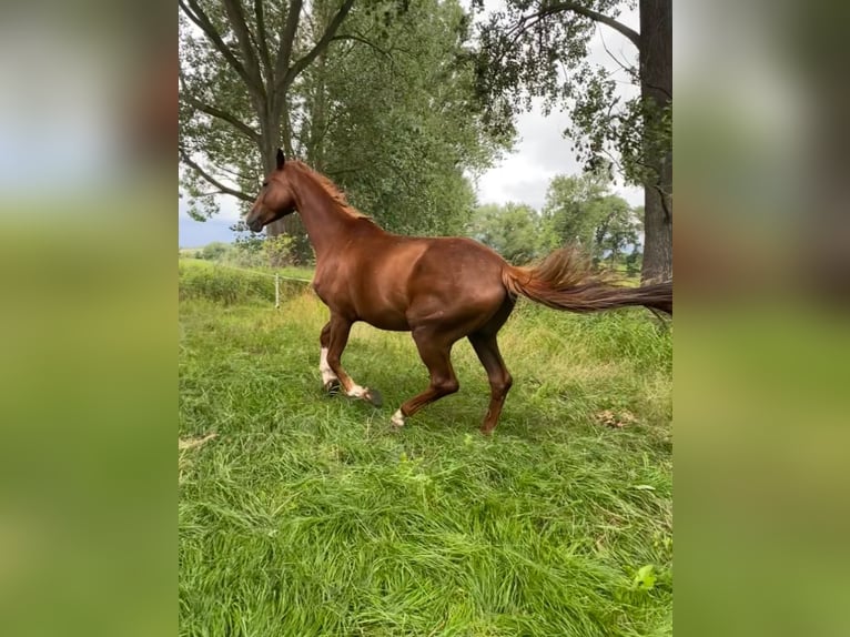 Hannoveraner Wallach 4 Jahre 165 cm Fuchs in Eilsleben