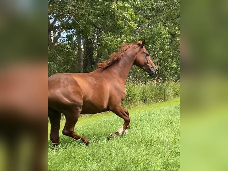 Hannoveraner Wallach 4 Jahre 165 cm Fuchs in Eilsleben