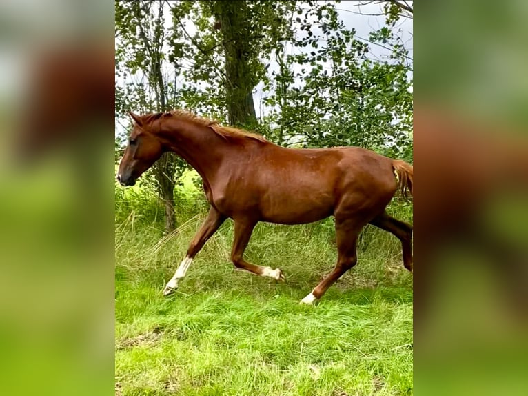 Hannoveraner Wallach 4 Jahre 165 cm Fuchs in Eilsleben