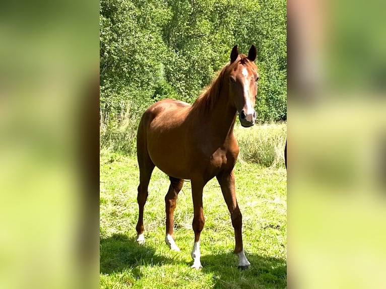 Hannoveraner Wallach 4 Jahre 165 cm Fuchs in Eilsleben
