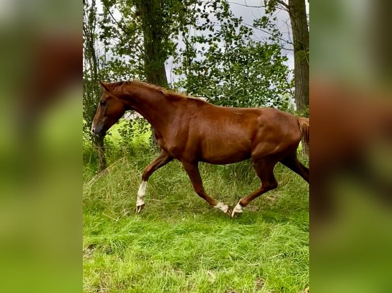 Hannoveraner Wallach 4 Jahre 165 cm Fuchs in Eilsleben