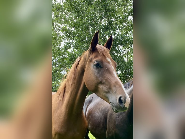 Hannoveraner Wallach 4 Jahre 165 cm Fuchs in Eilsleben