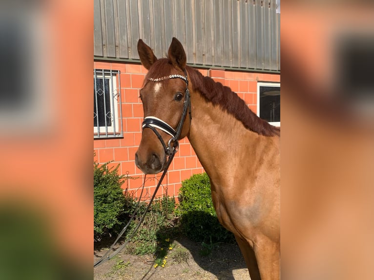 Hannoveraner Wallach 4 Jahre 165 cm Fuchs in Hepstedt
