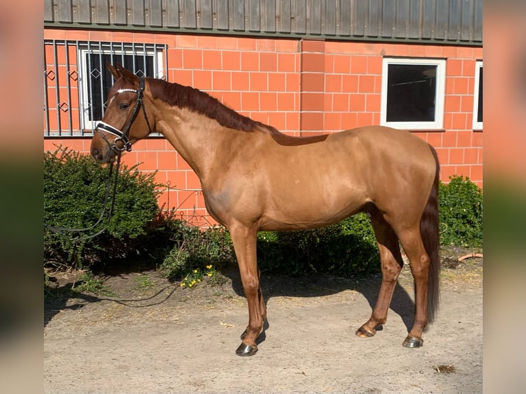 Hannoveraner Wallach 4 Jahre 165 cm Fuchs in Hepstedt