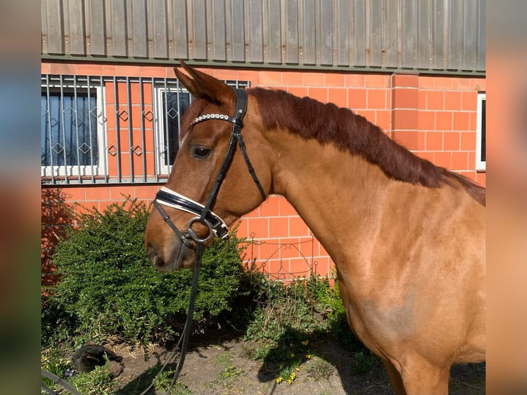 Hannoveraner Wallach 4 Jahre 165 cm Fuchs in Hepstedt