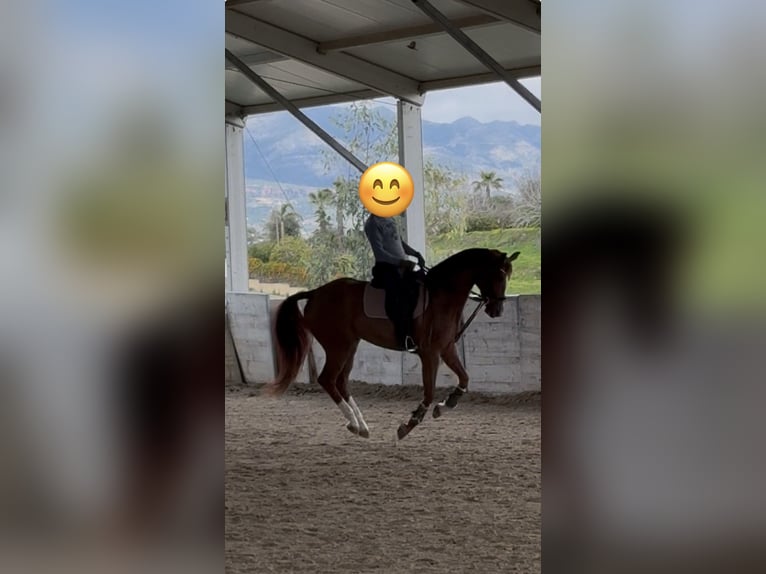 Hannoveraner Wallach 4 Jahre 165 cm Fuchs in Coin