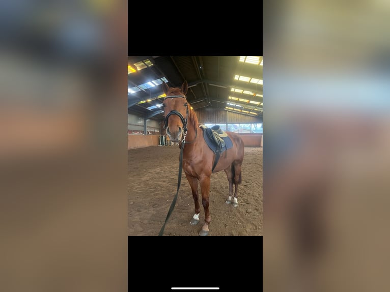 Hannoveraner Wallach 4 Jahre 165 cm Fuchs in Saterland