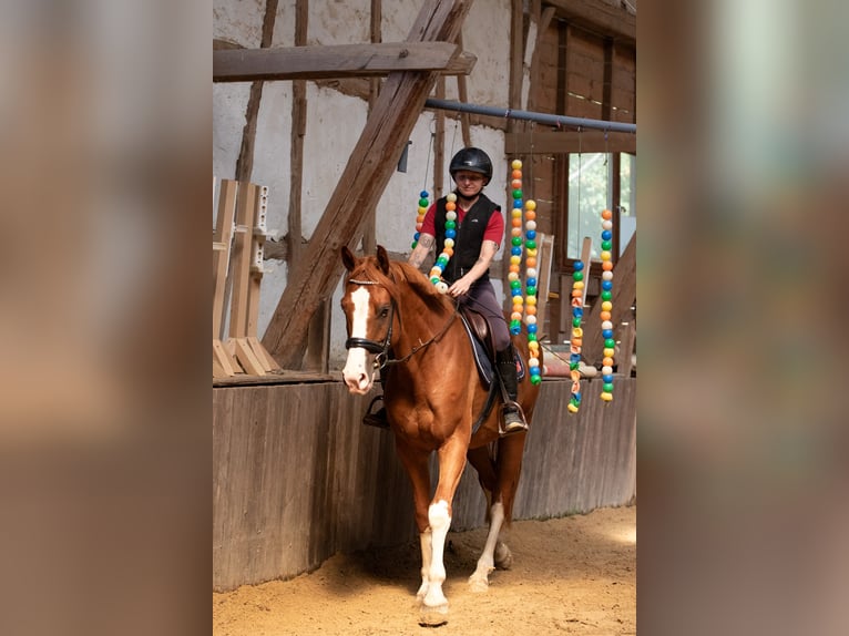 Hannoveraner Wallach 4 Jahre 165 cm Fuchs in Borken