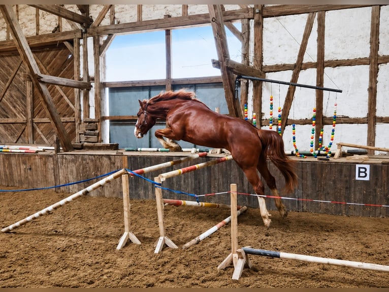 Hannoveraner Wallach 4 Jahre 165 cm Fuchs in Borken