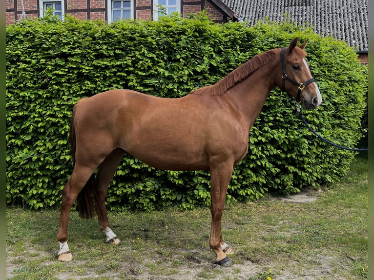 Hannoveraner Wallach 4 Jahre 165 cm Fuchs in Trebel