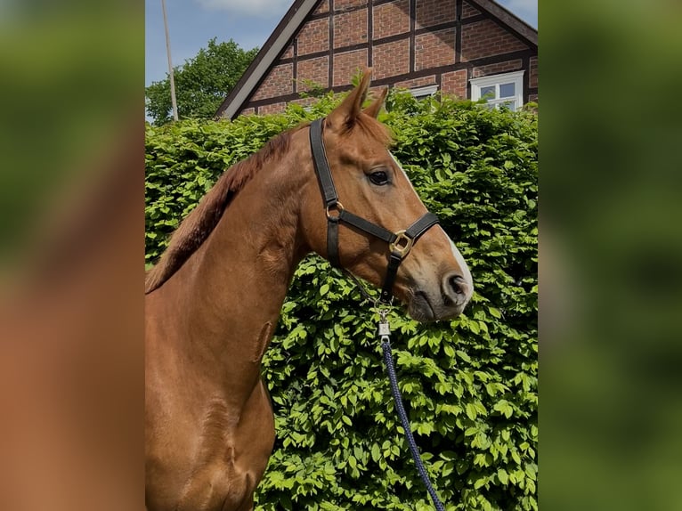 Hannoveraner Wallach 4 Jahre 165 cm Fuchs in Trebel