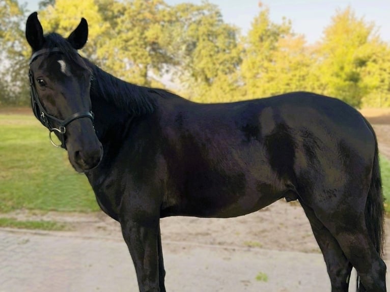Hannoveraner Wallach 4 Jahre 165 cm Rappe in Hannover