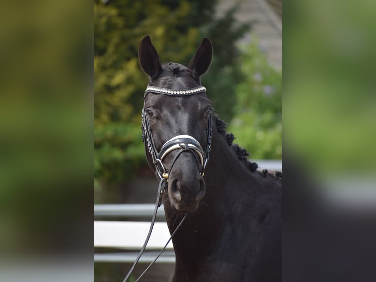 Hannoveraner Wallach 4 Jahre 165 cm Rappe in Dätgen