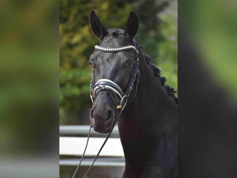 Hannoveraner Wallach 4 Jahre 165 cm Rappe in Dätgen