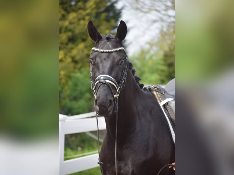 Hannoveraner Wallach 4 Jahre 165 cm Rappe in Dätgen