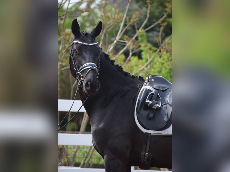 Hannoveraner Wallach 4 Jahre 165 cm Rappe in Dätgen