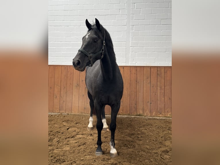 Hannoveraner Wallach 4 Jahre 165 cm Rappschimmel in Langenhagen