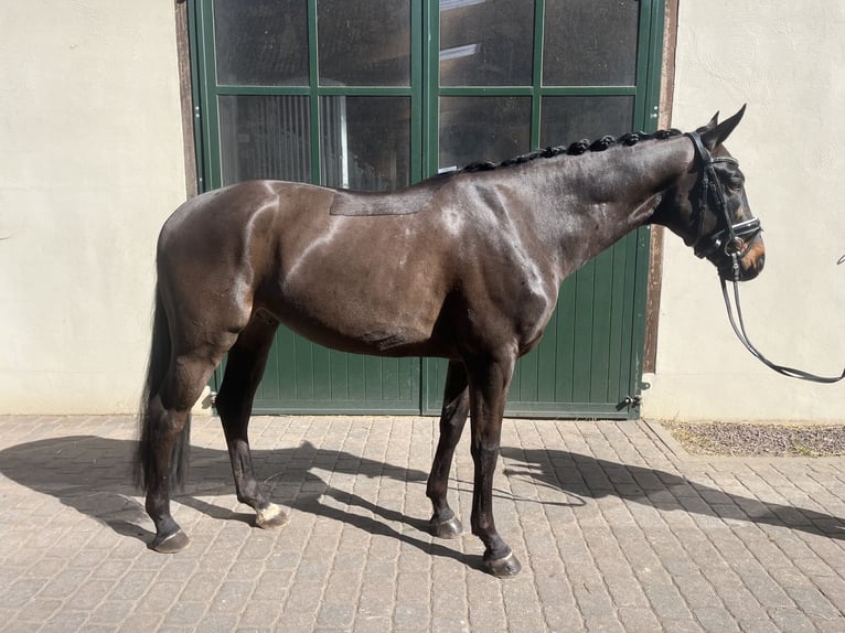 Hannoveraner Wallach 4 Jahre 165 cm Schwarzbrauner in Bleckede