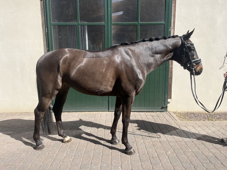 Hannoveraner Wallach 4 Jahre 165 cm Schwarzbrauner in Bleckede