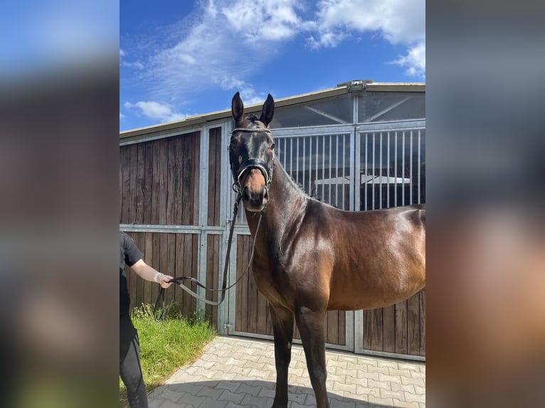 Hannoveraner Wallach 4 Jahre 165 cm Schwarzbrauner in Bleckede