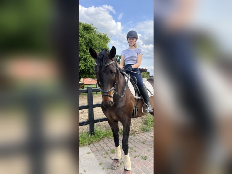 Hannoveraner Wallach 4 Jahre 165 cm Schwarzbrauner in Bleckede