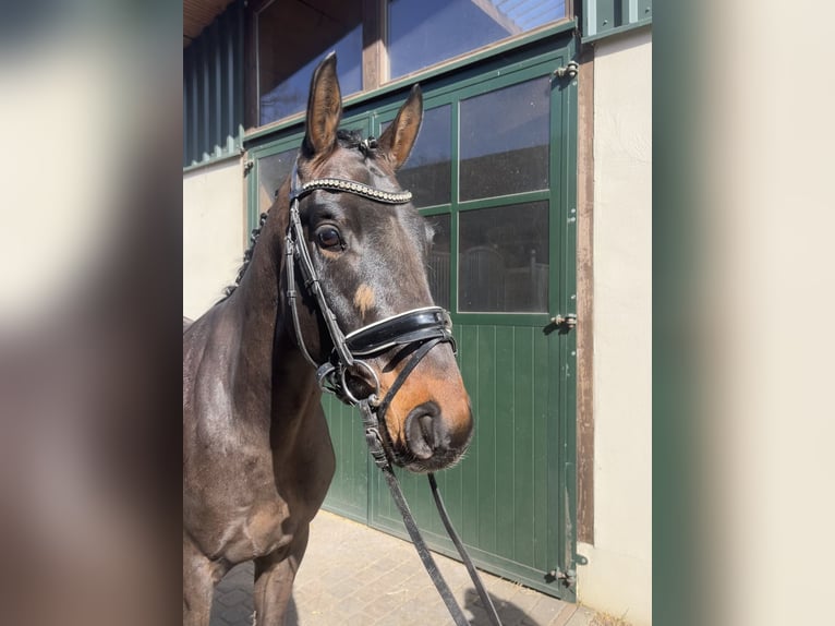 Hannoveraner Wallach 4 Jahre 165 cm Schwarzbrauner in Bleckede