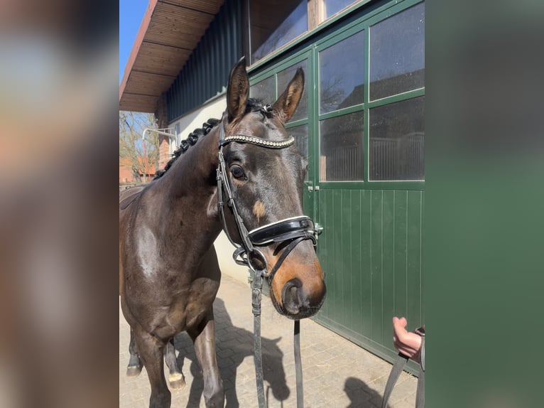 Hannoveraner Wallach 4 Jahre 165 cm Schwarzbrauner in Bleckede