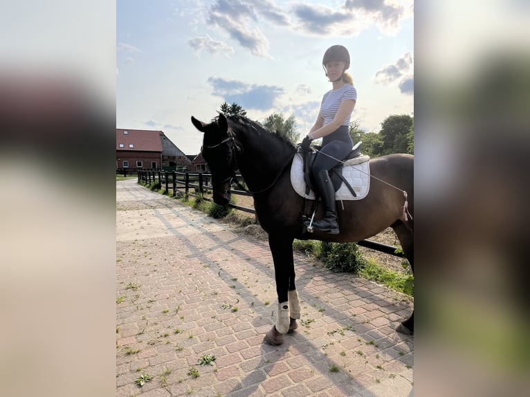 Hannoveraner Wallach 4 Jahre 165 cm Schwarzbrauner in Bleckede