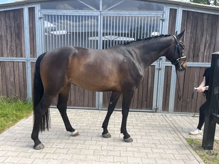 Hannoveraner Wallach 4 Jahre 165 cm Schwarzbrauner in Bleckede