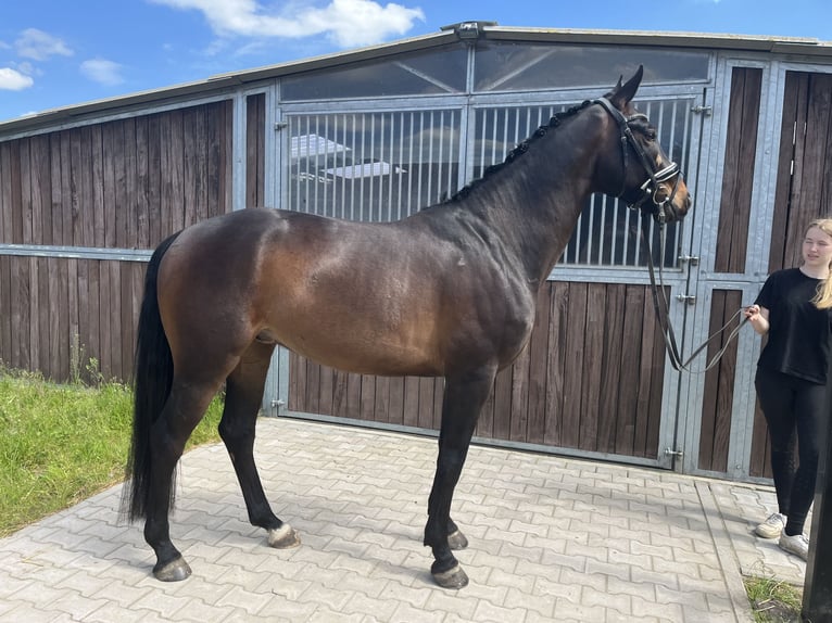 Hannoveraner Wallach 4 Jahre 165 cm Schwarzbrauner in Bleckede