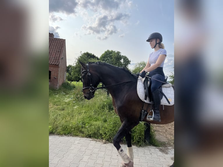 Hannoveraner Wallach 4 Jahre 165 cm Schwarzbrauner in Bleckede