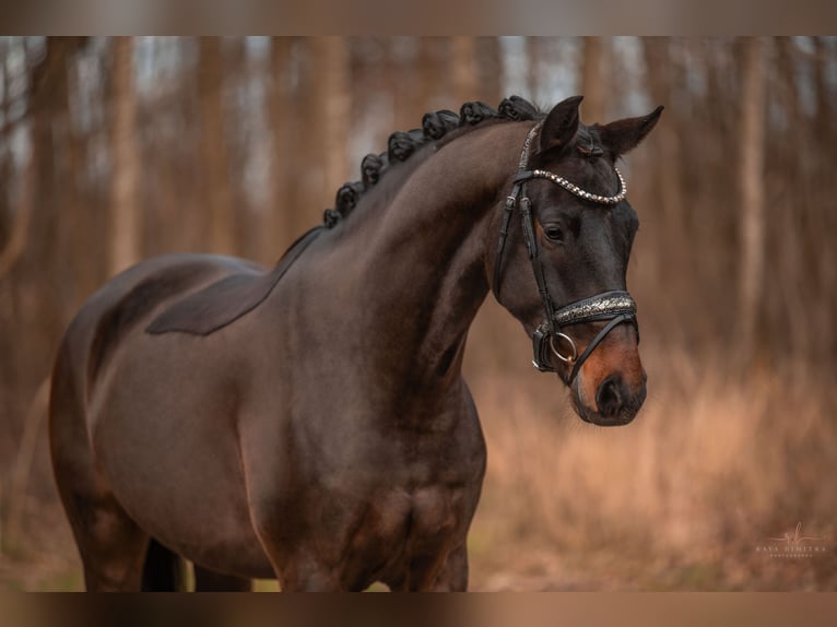 Hannoveraner Wallach 4 Jahre 165 cm Schwarzbrauner in Wehringen