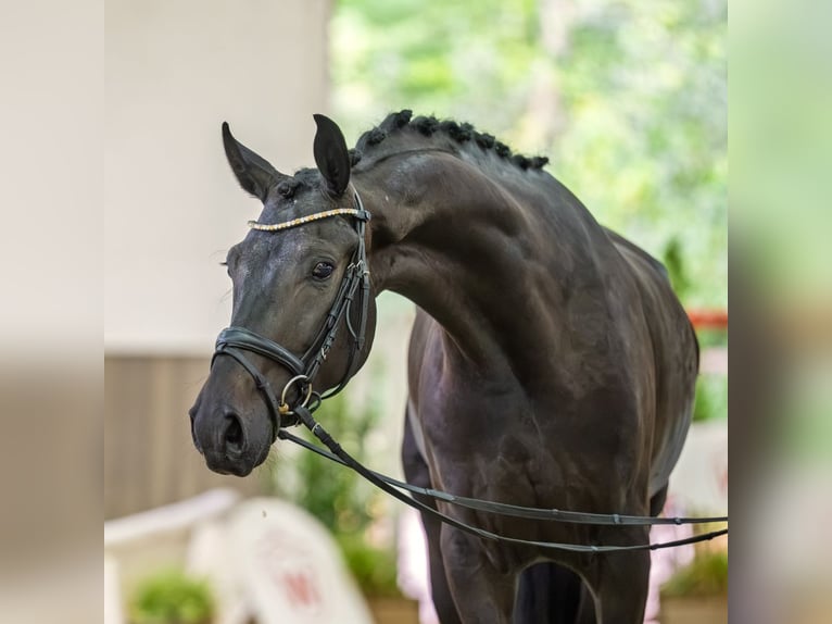 Hannoveraner Wallach 4 Jahre 165 cm Schwarzbrauner in Mnster-Handorf