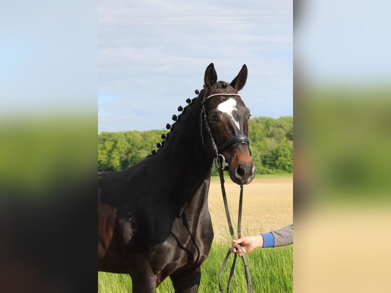 Hannoveraner Wallach 4 Jahre 165 cm Schwarzbrauner in Schrozberg