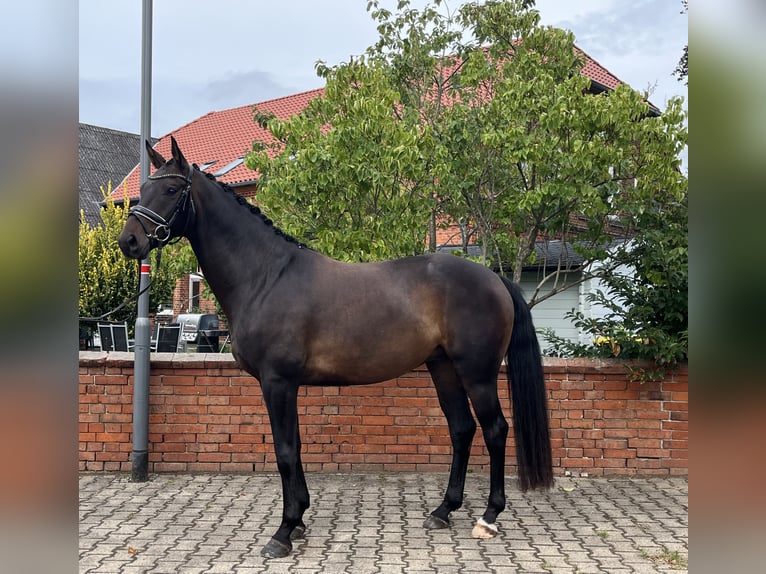 Hannoveraner Wallach 4 Jahre 165 cm Schwarzbrauner in Bleckede