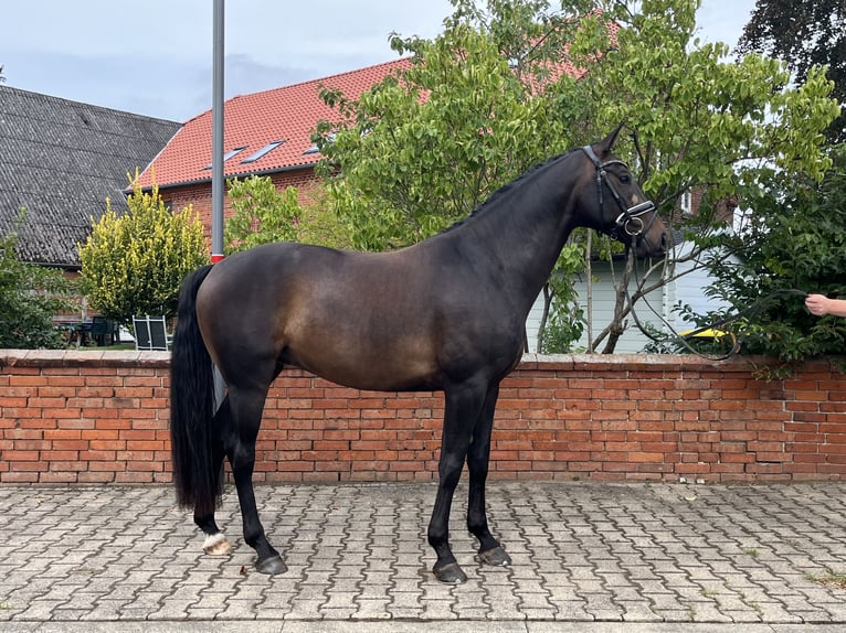 Hannoveraner Wallach 4 Jahre 165 cm Schwarzbrauner in Bleckede