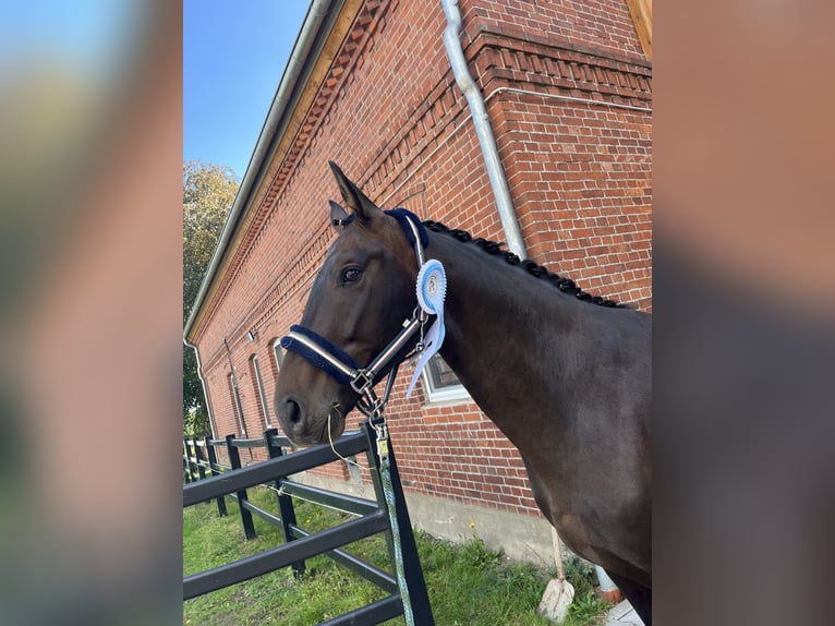 Hannoveraner Wallach 4 Jahre 165 cm Schwarzbrauner in Bleckede
