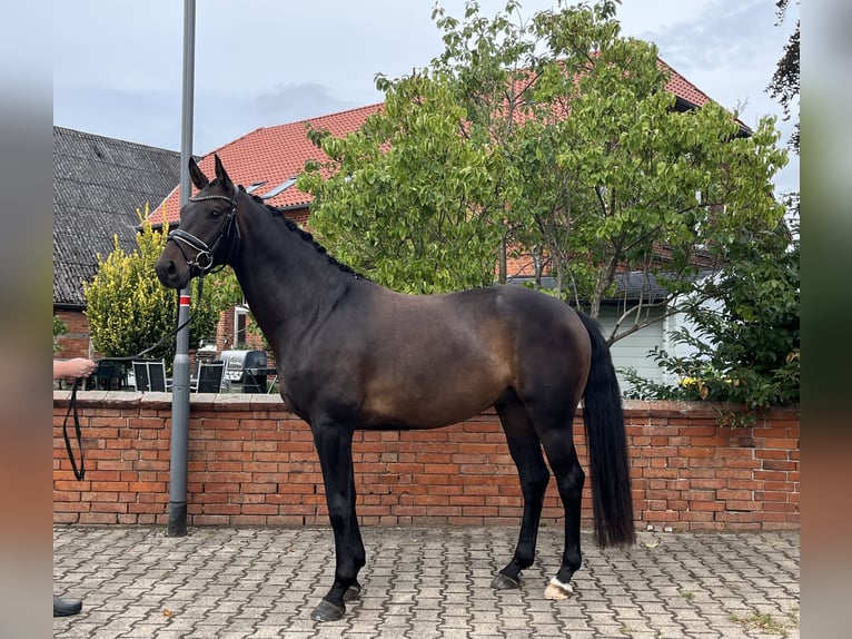 Hannoveraner Wallach 4 Jahre 165 cm Schwarzbrauner in Bleckede