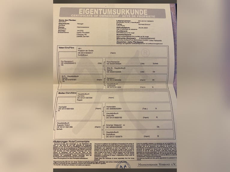 Hannoveraner Wallach 4 Jahre 165 cm Schwarzbrauner in Pinneberg