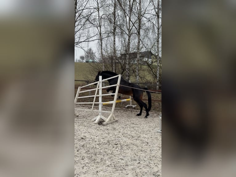 Hannoveraner Wallach 4 Jahre 165 cm Schwarzbrauner in Ronshausen